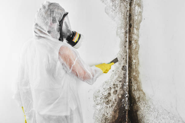 Best Same-Day Mold Removal  in Severn, MD