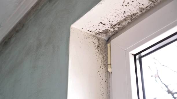 Best Toxic Mold Removal  in Severn, MD