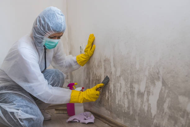 Best Professional Mold Removal  in Severn, MD