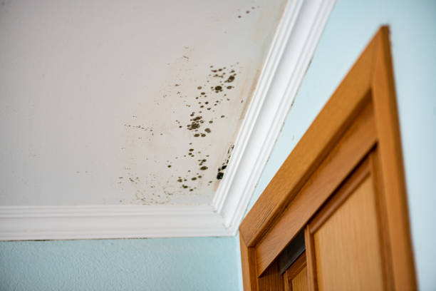 Best Home Mold Removal  in Severn, MD