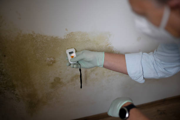 Best Affordable Mold Removal  in Severn, MD