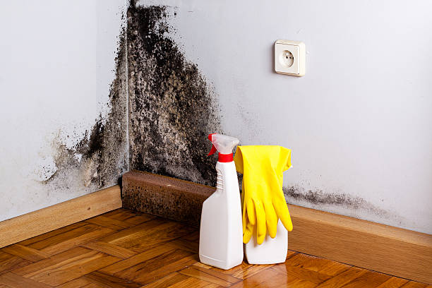 Best Mold Remediation  in Severn, MD