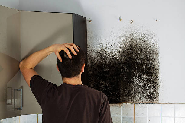 Best Mold Damage Repair  in Severn, MD