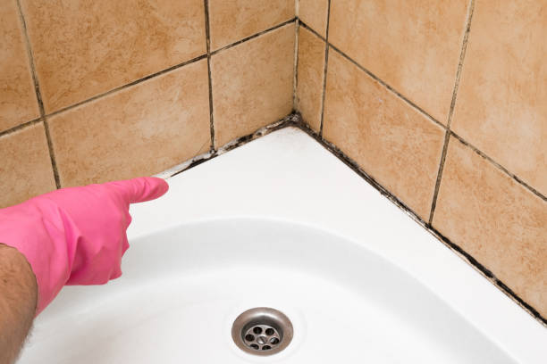 Best Mold Damage Repair  in Severn, MD